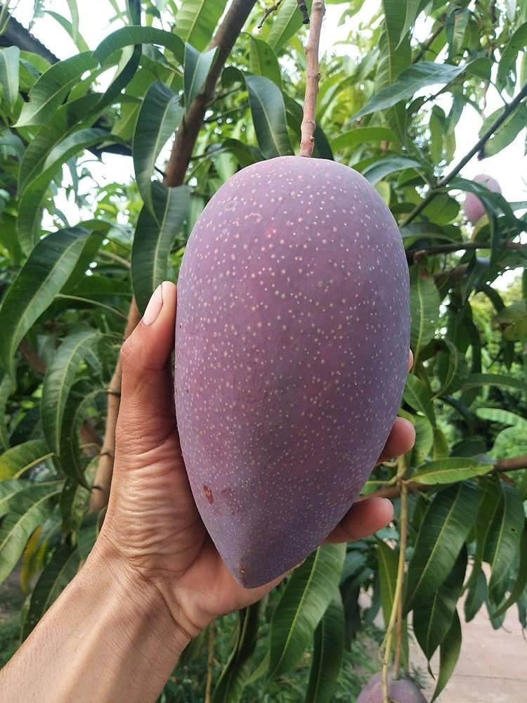 কিং অফ চাকাপাত- King of Chakapata Mango