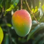 Mango আম